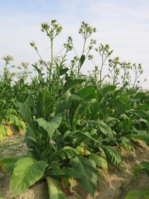 PLANT